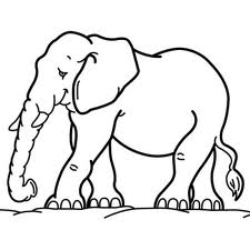 Elephant 3